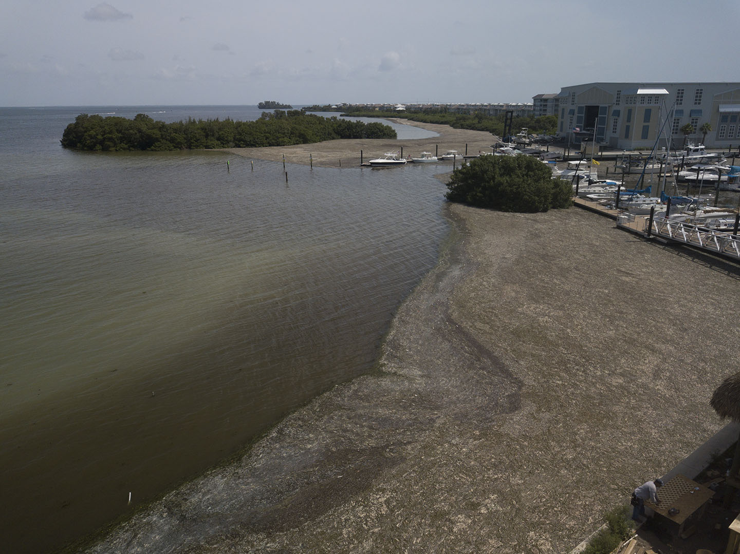 Read more about the article Threatened Seagrass Has a Trickle Down Effect