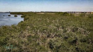 An aerial view of the mangroves west of the Aqua by the Bay development reveals mangroves that have been cut excessively and appear to be dead or dying.