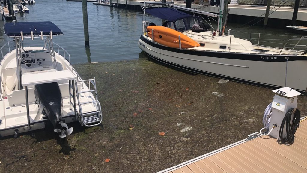 Algae fills water around boats in a marina.