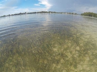 Read more about the article The importance of seagrass 